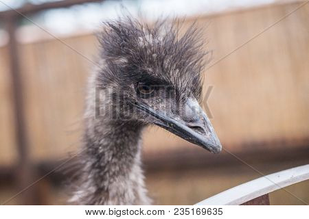 Ostrich Looks At The Frame. Horizontal Frame