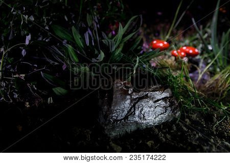 Mushroom. Fantasy Glowing Mushrooms In Mystery Dark Forest Close-up. Amanita Muscaria, Fly Agaric In