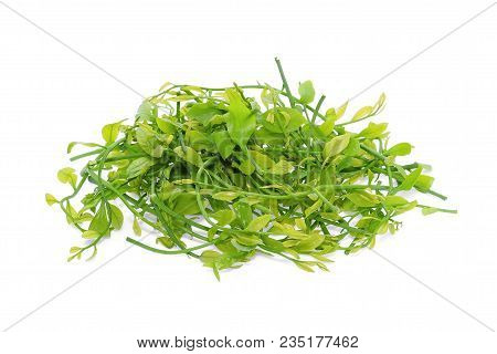 Fresh Melientha Suavis Pierre Vegetable Isolated On White Background