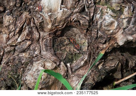 Stump With Insects In The Park In The Spring