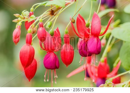 Image Of A Beautiful Pink Fuchsia Magellanica Flowers On Green Tree Background