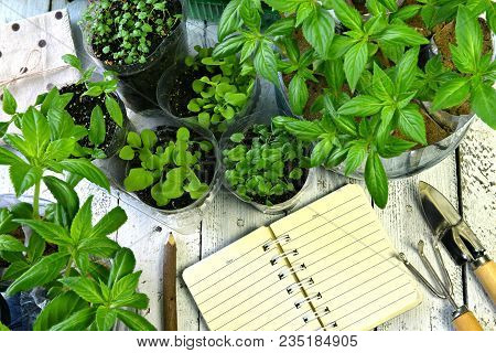 Flowers Sprouts Of Balsamine, Petunia And Lobelia With Garden Diary And Tools On Retro Planks, Top V