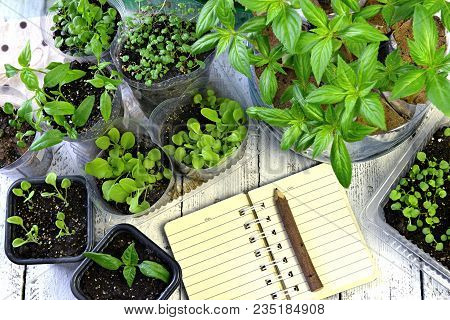 Seedlings Of Petunia, Balsamine, Strawberry And Pepper With Garden Diary And Pencil On Old Wooden Ta