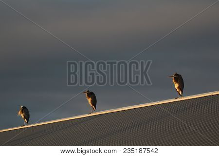 Three Great Blue Herons Hunker Down On A Rooftop.
