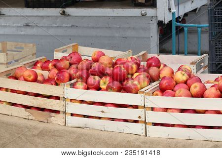 Boxes Of Big Red Apples For Sale