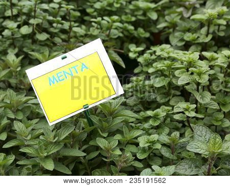 Aromatic Plant With Label With The Text Menta Which In Italian Means Mentha