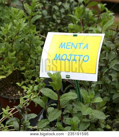 Aromatic Plant With Label With The Text Menta Which In Italian Means Mentha Mojito To Prepare Excell