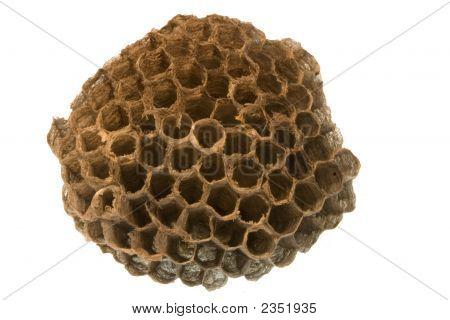 Wasp-Nest
