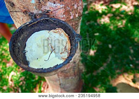 Concept Of Collecting Latex From Hevea Tree. Cup For Collecting Latex Is Fixed On The Trunk. In The 