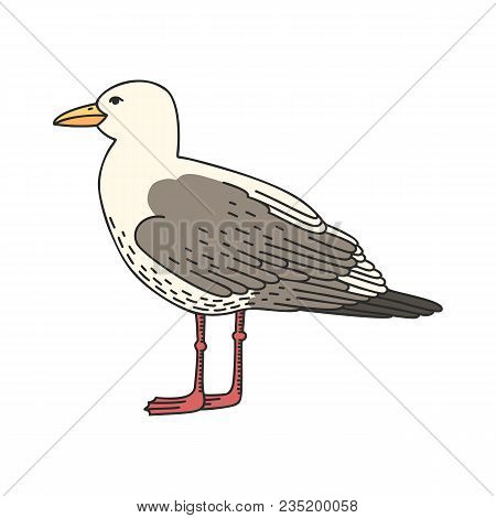 Hand Drawn Vector Cartoon Seagull Isolated On White Background
