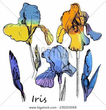 Vector Illustration Of Watercolor Set Of Color Irises. Isolated Floral Element.hand Drawn Summer Flo