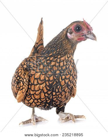 Golden Sebright Chicken In Front Of White Background