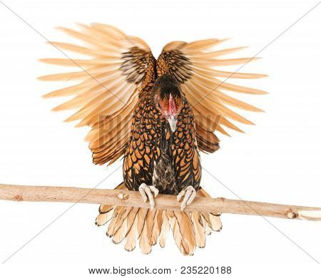 Golden Sebright Chicken In Front Of White Background