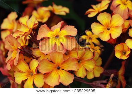 Primula Vulgaris In Orange Color, But They Are Available In Various Colors. The Real Primrose Is An 