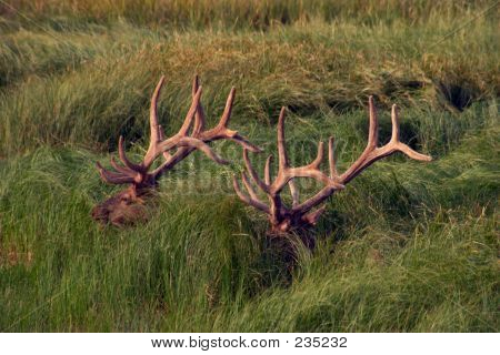 Elk