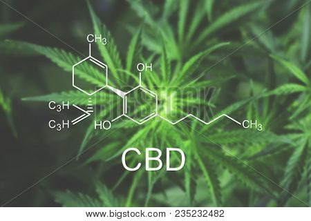 Cbn Flower Of Marijuana Macro At The Beginning Flowering Beautiful Background