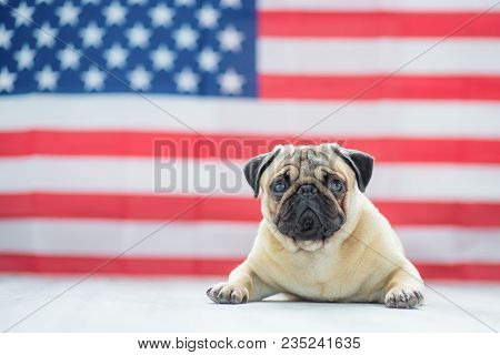 Pug On The Background Of The American Flag. Beautiful Beige Puppy Pug On The Background Of The Ameri