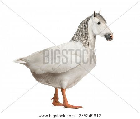 chimera with a horse and a body of a goose against white background