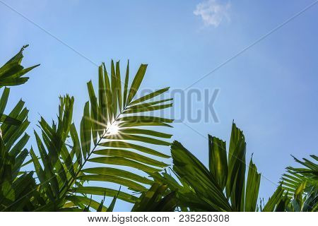 Green Leaves And Sun On Blue Sky For Backgrond