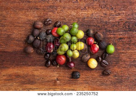 Coffea Fruit And Coffee Beans On Wooden Table From Above. Ethically Coffee Production.