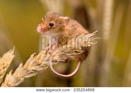 Micromys minutus or Harvest Mouse in wheat field