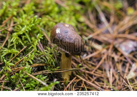 Boletus And Pudding Next To Each Other