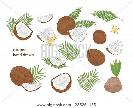 Collection Of Detailed Botanical Drawings Of Whole And Split Coconut And Palm Tree Leaves Isolated O