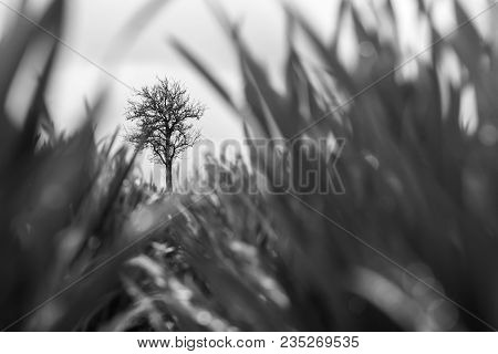 Black And White Photo: Bare Tree Standing In The Field. Blurred Grain. Art Photo.
