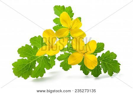 Greater Celandine Isolated On A White Background