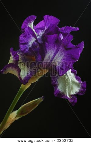 Fialový květ Iris a Bud s černým pozadím
