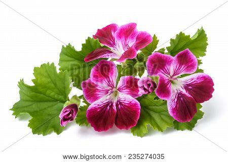 Geranium Flowers Isolated On A White Background