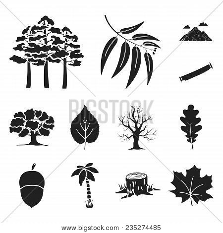 Forest And Nature Black Icons In Set Collection For Design. Forest Life Vector Symbol Stock  Illustr