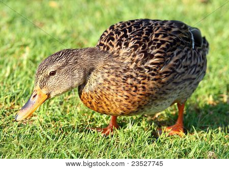 Duck