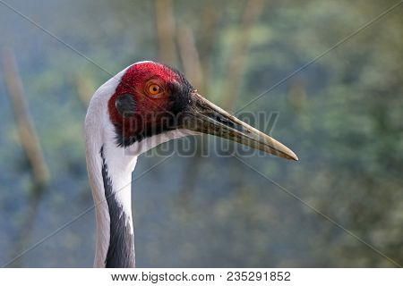 A Closeup Profile Portrait Of A White-naped Crane. (antigone Vipio)