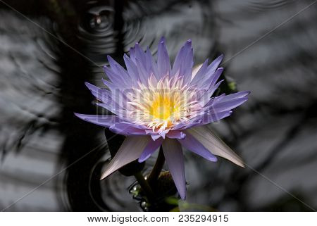 Beautiful Water Lily In A Lily Pond