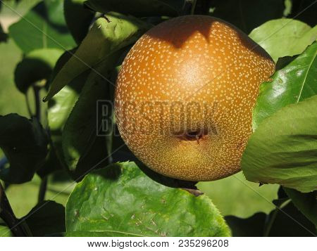 Nashi Pears Known Also As Apple Pears Hanging On The Tree . Pyrus Pyrifolia Is A Species Of Pear Tre