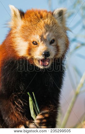 A Red Panda Eating Leaves In The Sun. (ailurus Fulgens) Also Known As Lesser Panda, Red Bear-cat Or 