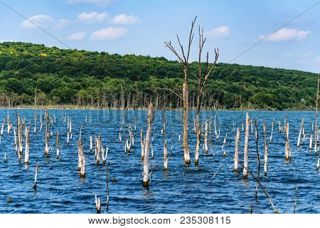 Beautiful Landscape With Several Dry Trees Growing In Lake