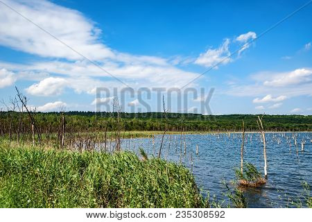 Beautiful Landscape With Several Dry Trees Growing In Lake
