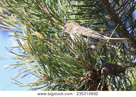 Common Redpoll Is Small Red Eyed Bird