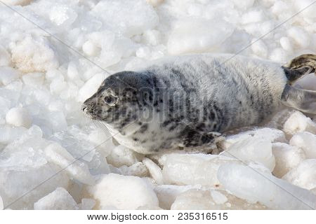 Sea Calf Baby Rest On The Ice On The Baltic Sea Coast