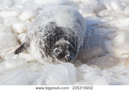 Sea Calf Baby Rest On The Ice On The Baltic Sea Coast