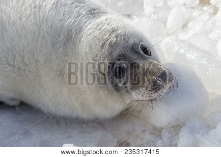 Sea Calf Baby Rest On The Ice On The Baltic Sea Coast