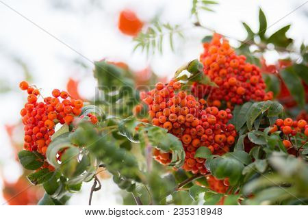 Ashberry. Ashberry tree at autumn. 