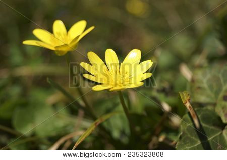 Spring Yellow Flowers In The Forest - Flowering Pilewort, Lesser Celandine, Ranunculus Ficaria