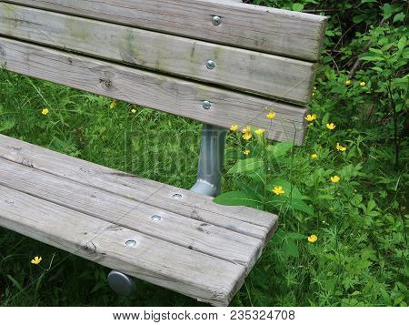 A Well-weathered Rustic Park Bench Is Surrounded By The Wildflower, Tall Buttercup, Ranunculus Acris