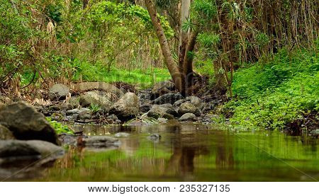 Natural Landscape, Rain Water And Vegetation, Gran Canaria, Canary Islands