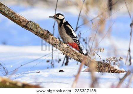 Great Spotted Woodpecker (dendrocopos Major) Climbs A Branch In Search Of Food.