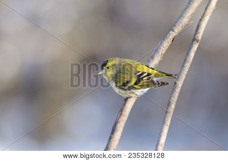 Eurasian Siskin (spinus Spinus) Clung To A Branch In A Winter Park.
