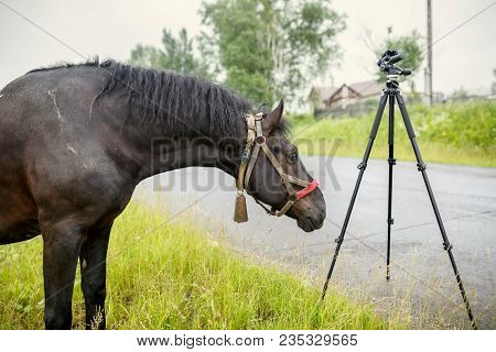 Black Country Horse In Ragged Harness Sniffing The Tripod For The Camera. Russia.